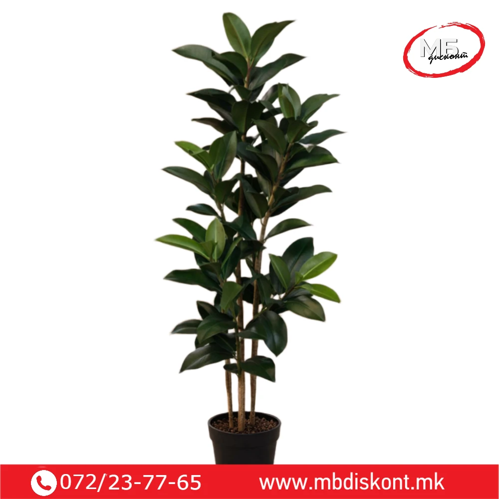 Drvo fikus (3)
